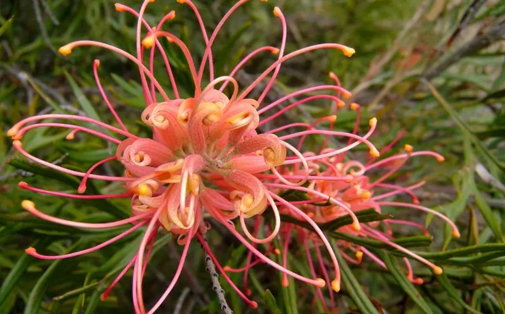 Flowers native to Oz - Misty Pink Grevillea