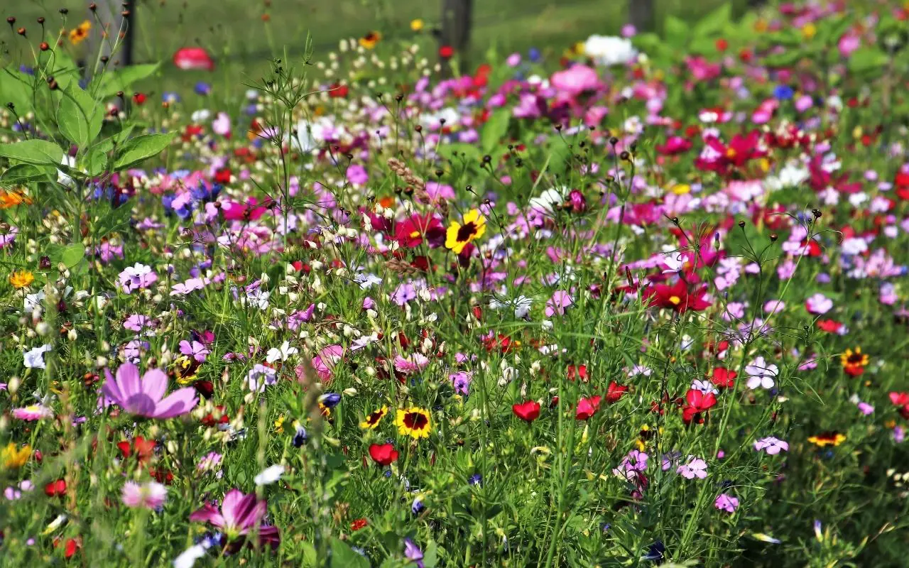 How to kill weeds in a wildflower garden