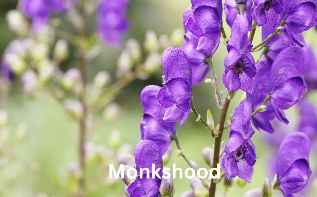 purple flowers with names - Monkshood