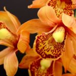 What type of soil do you use for Orchids?
