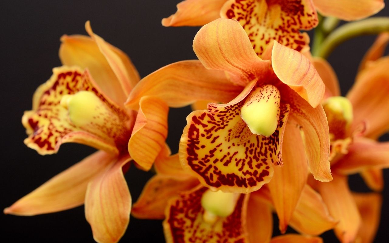 What type of soil do you use for orchids?