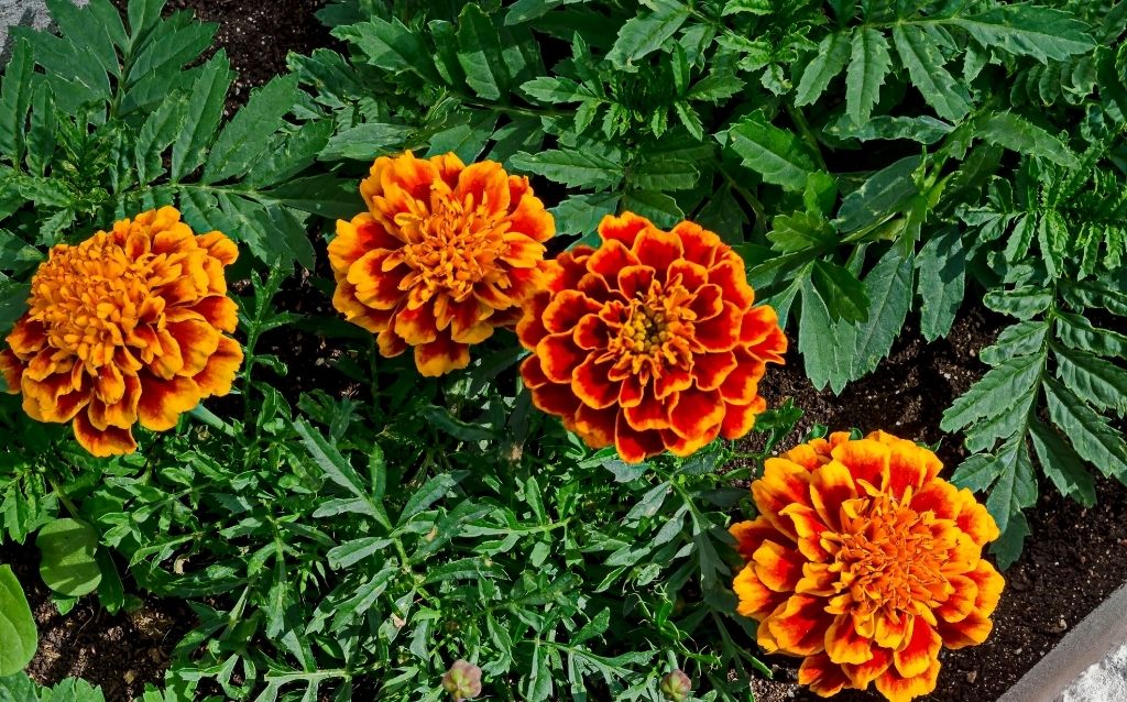 Cluster of Orange Carnation flowers