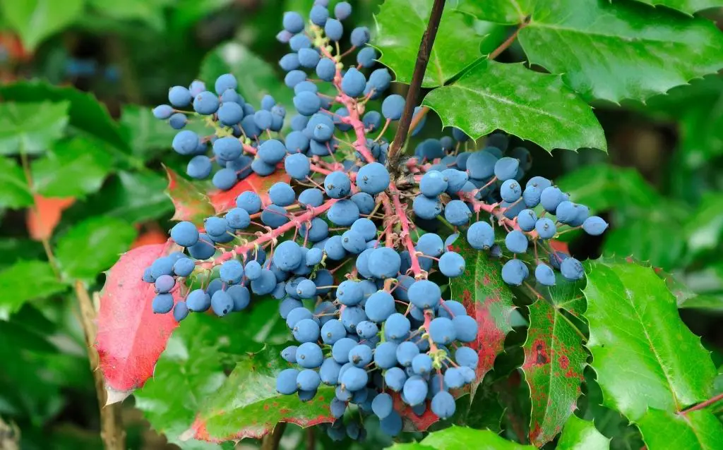 Oregon grape holly thrives in winter