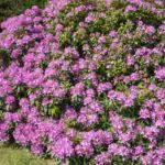 Perennial Shrub with Purple Flowers