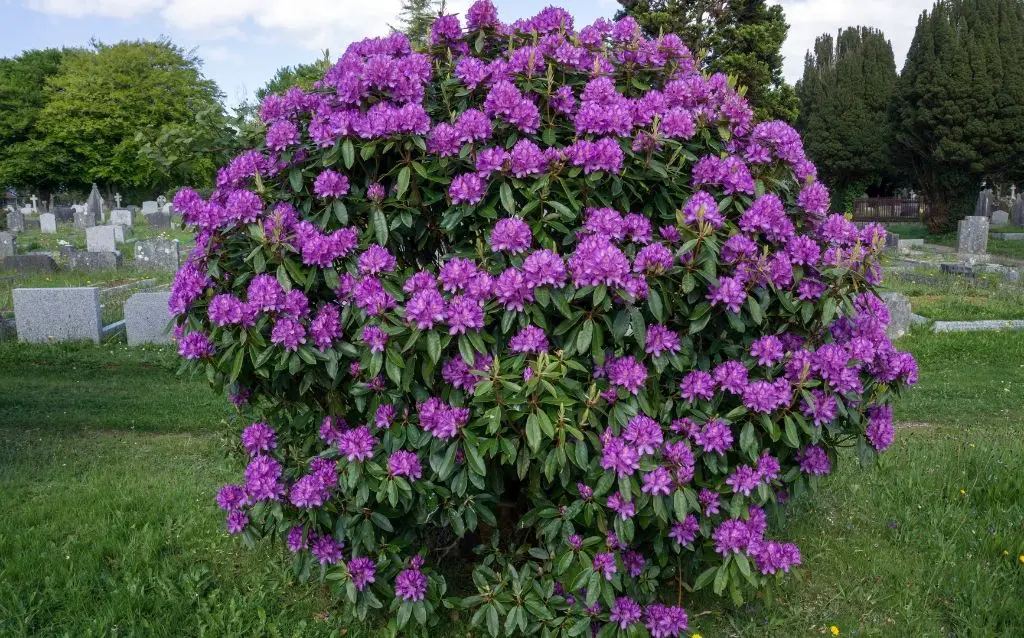 Name a perennial shrub with purple blooms