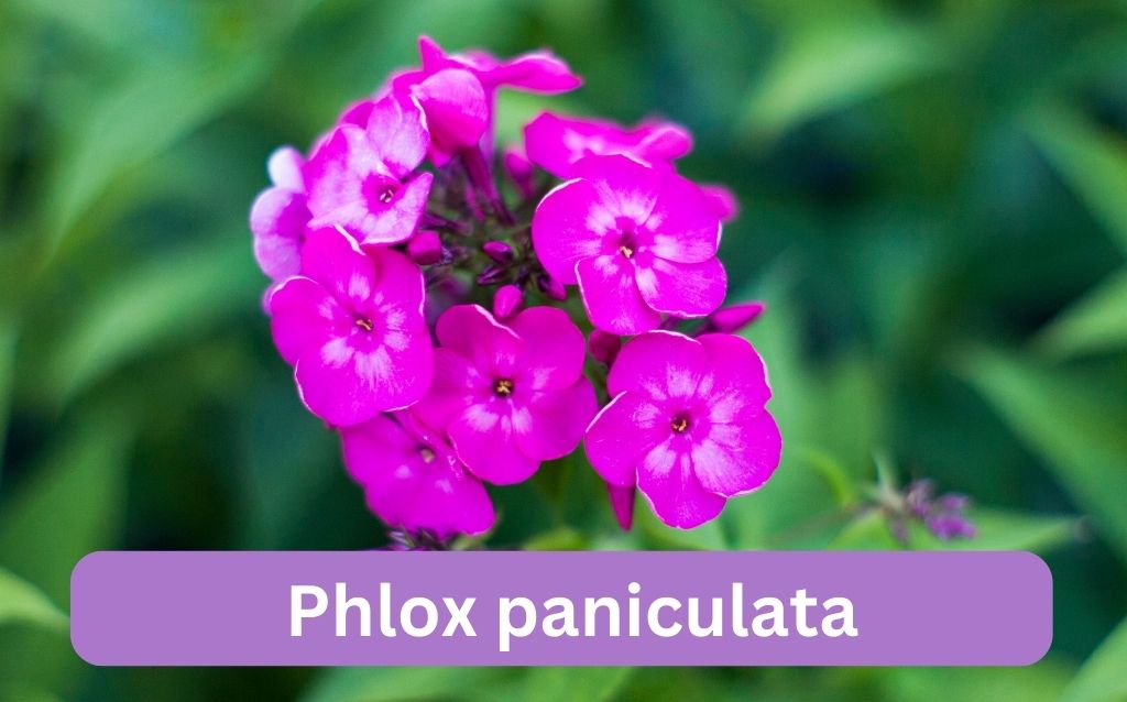 Phlox paniculata purple pinkish flowers