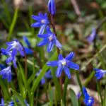 Ground Cover Plants with Blue Flowers