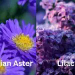 Purple Flowers Names - youtube video thumb