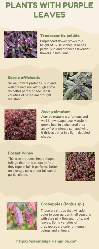 Purple Leaf Shrub with Pink Flowers - Essential Garden Guide