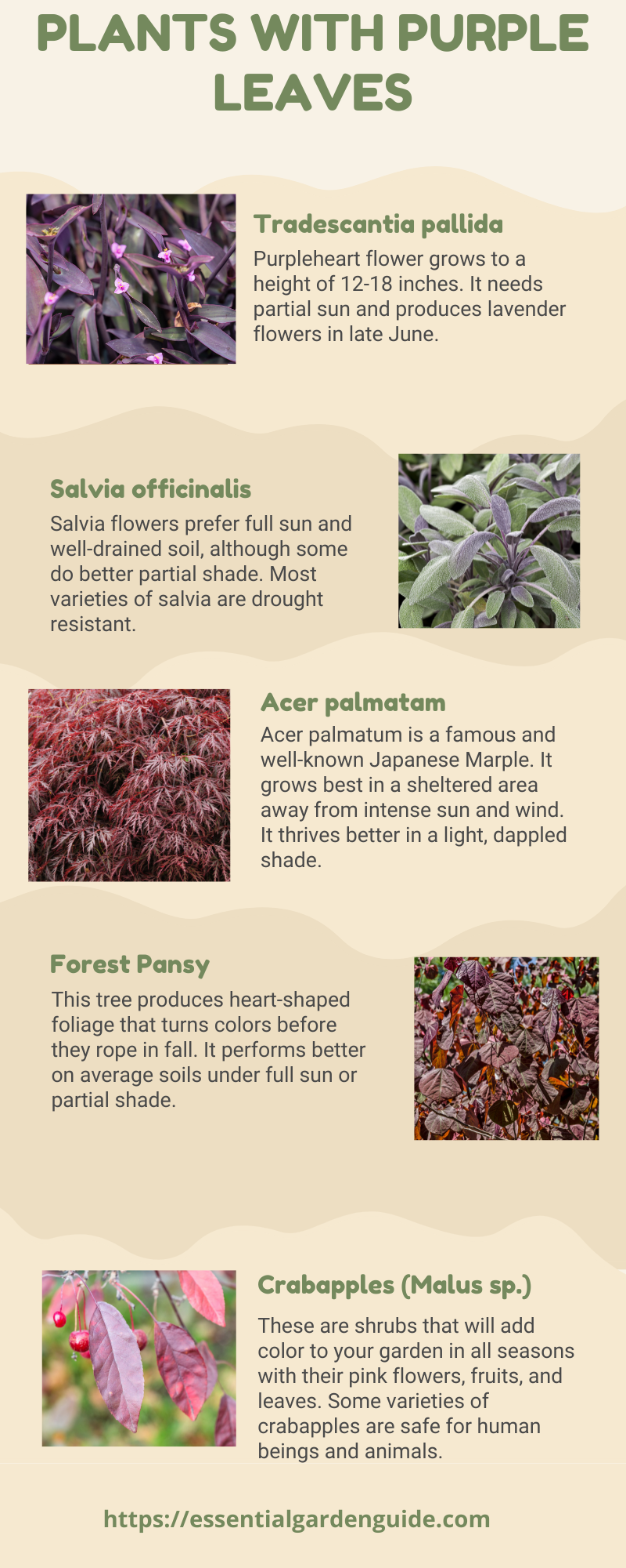 Infographic of 5 common shrubs with purple leaves
