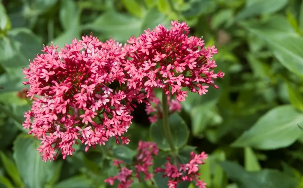 Tiny Valerian flowers are red