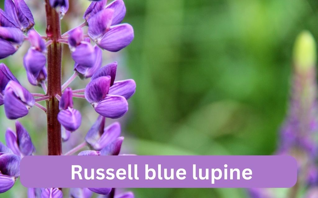 Russell blue lupine purple flowers