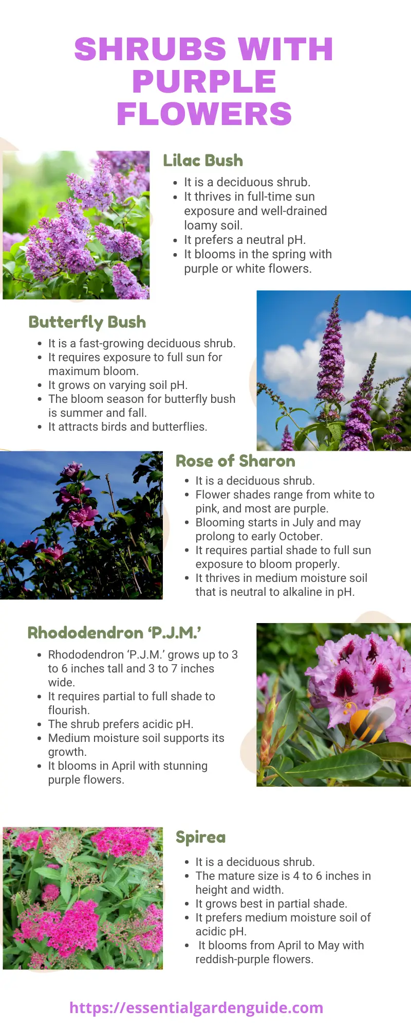 What is the Texas shrub with purple flowers? 5 examples