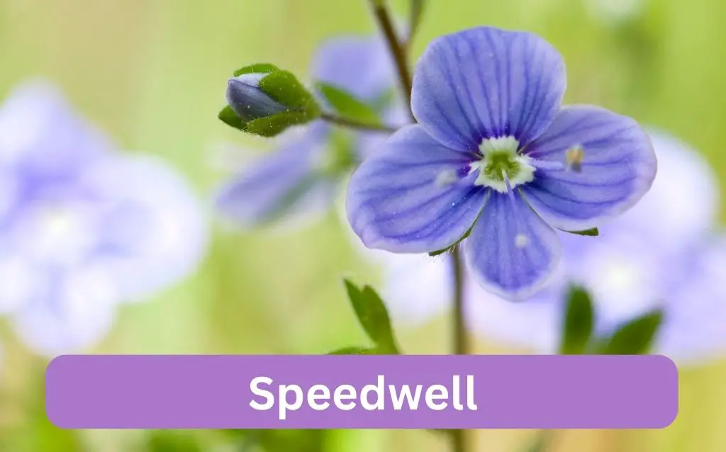 Speedwell small purple flower