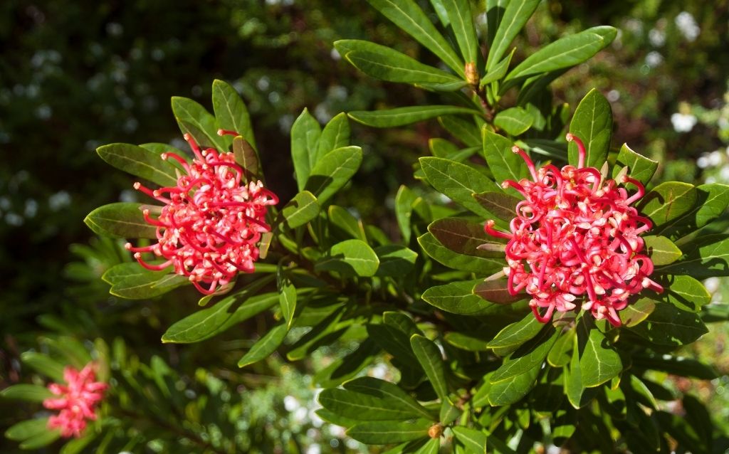 Tasmanian Waratah bush flowers