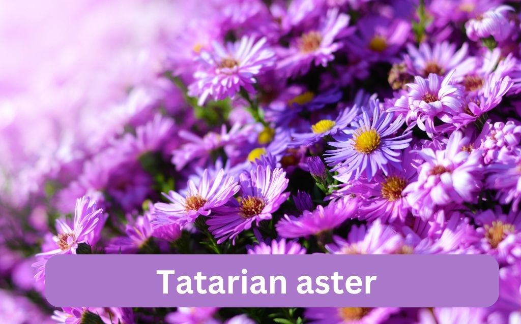 Purple flower with yellow center - Tatarian aster