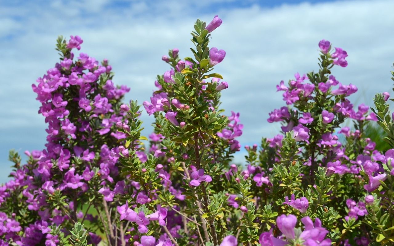Purple shrubs in Texas