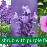 What is the Texas shrub with purple flowers?