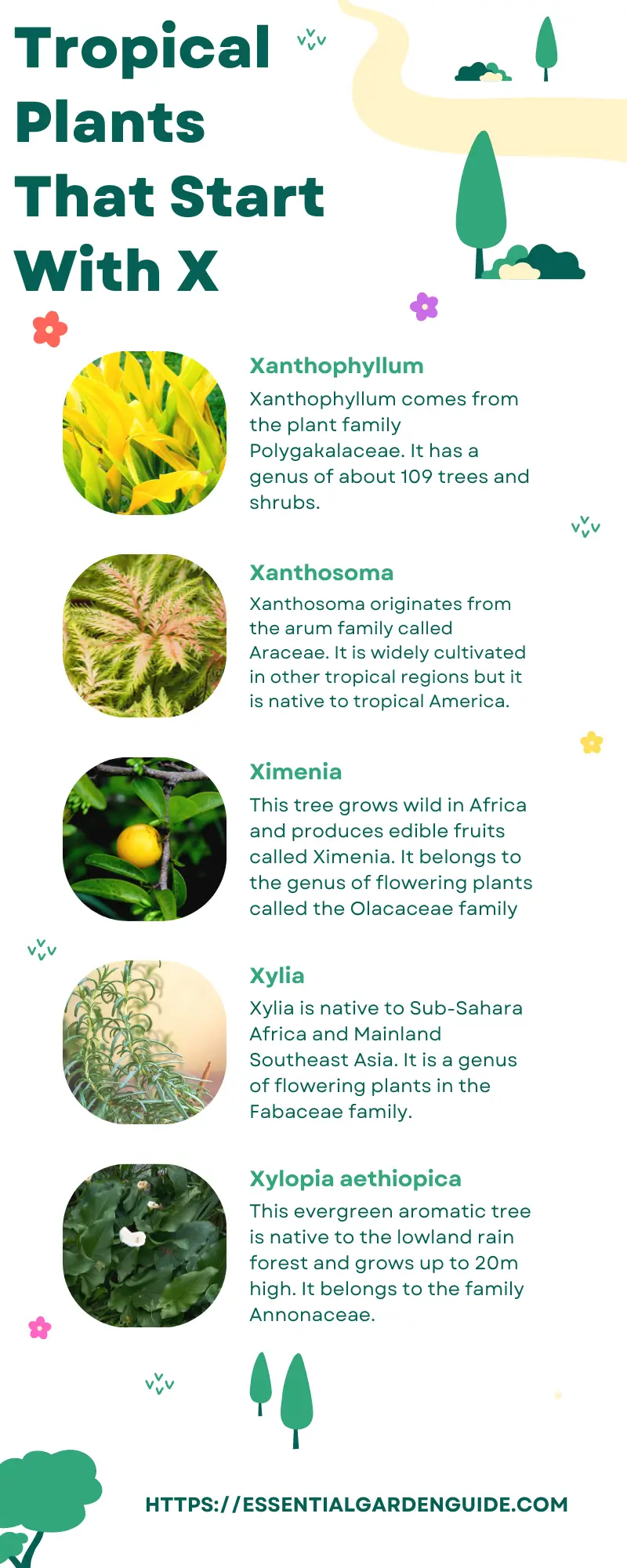 Infographic: Tropical Plants That Start With X