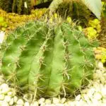 10 Types of Desert Plants_featured image