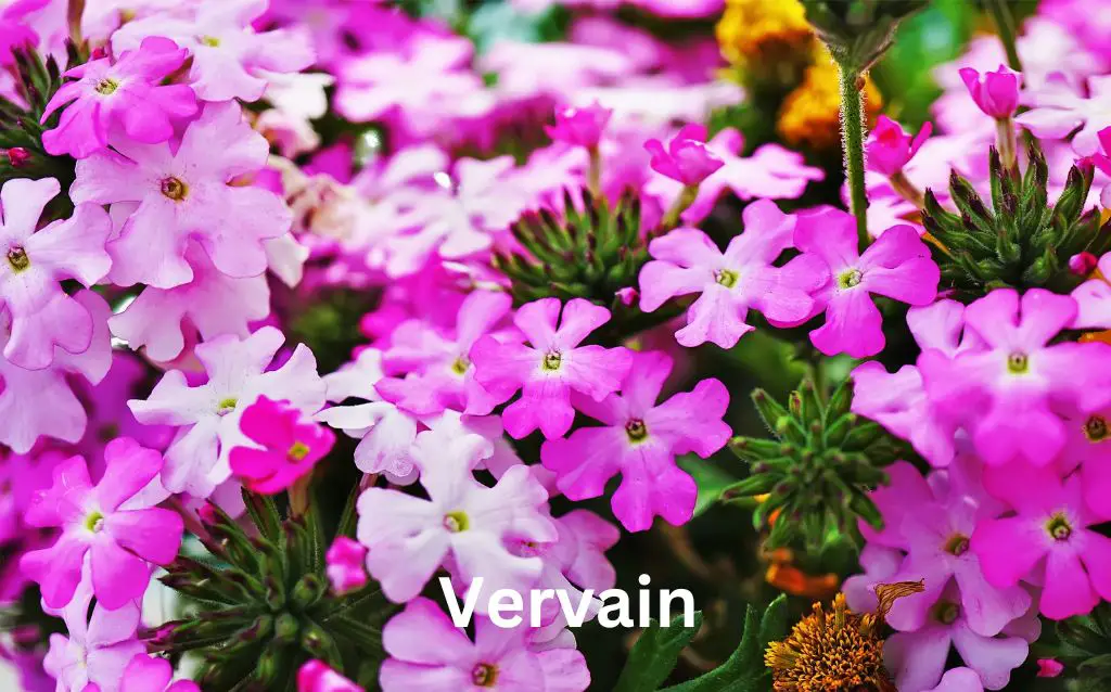 Light and deep purple Vervain flowers