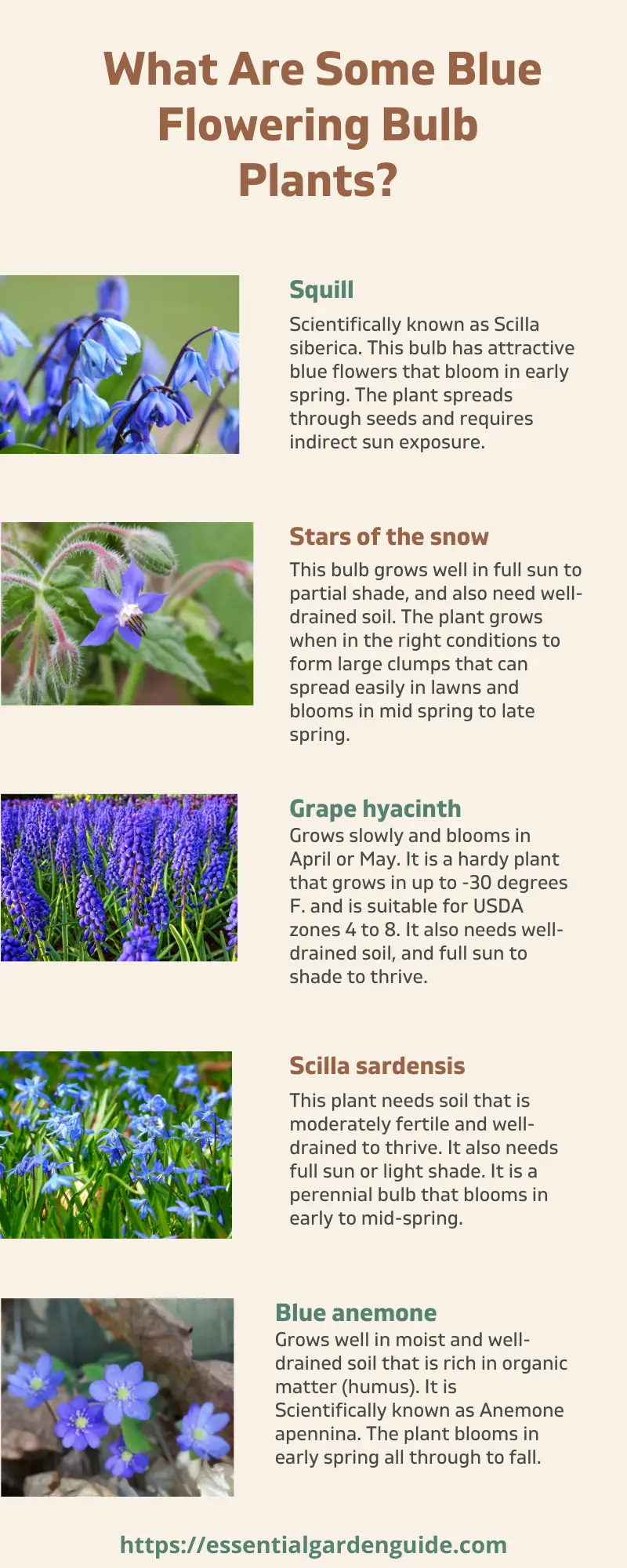 BLue flowering bulb varieties