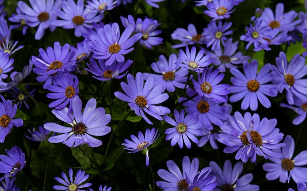 Types of purple flowers