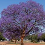 What Tree Has Purple Flowers?