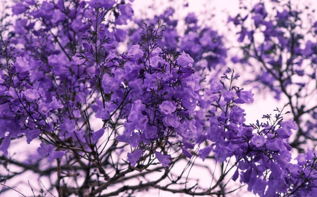 Several trees have purple blossoms