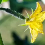 What is the best way to grow cucumbers?