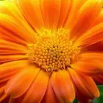 What is the most Popular Orange Flowers_featured image