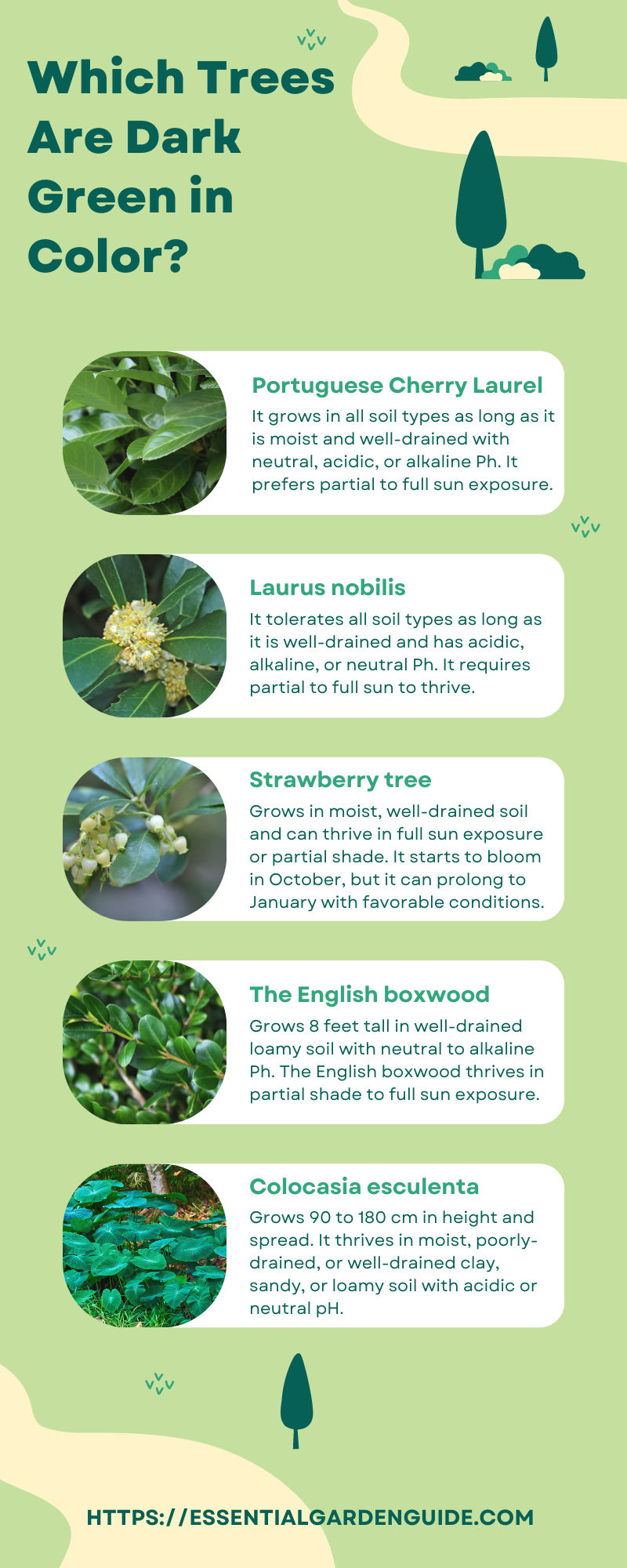 10 Types of drak green plants