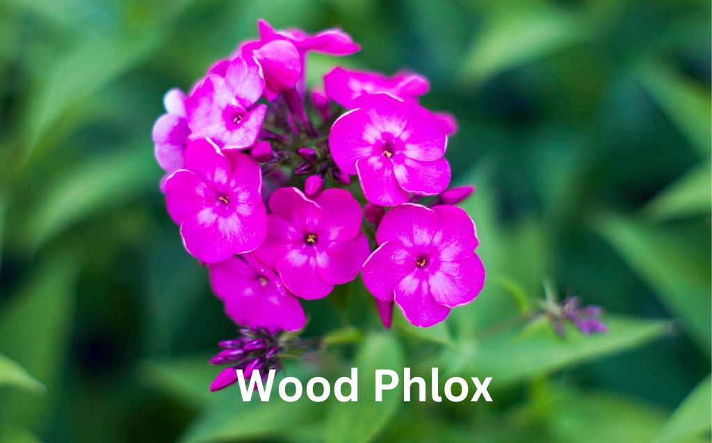 Wood phlox bright purple flowers