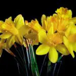 Yellow flower symbolism