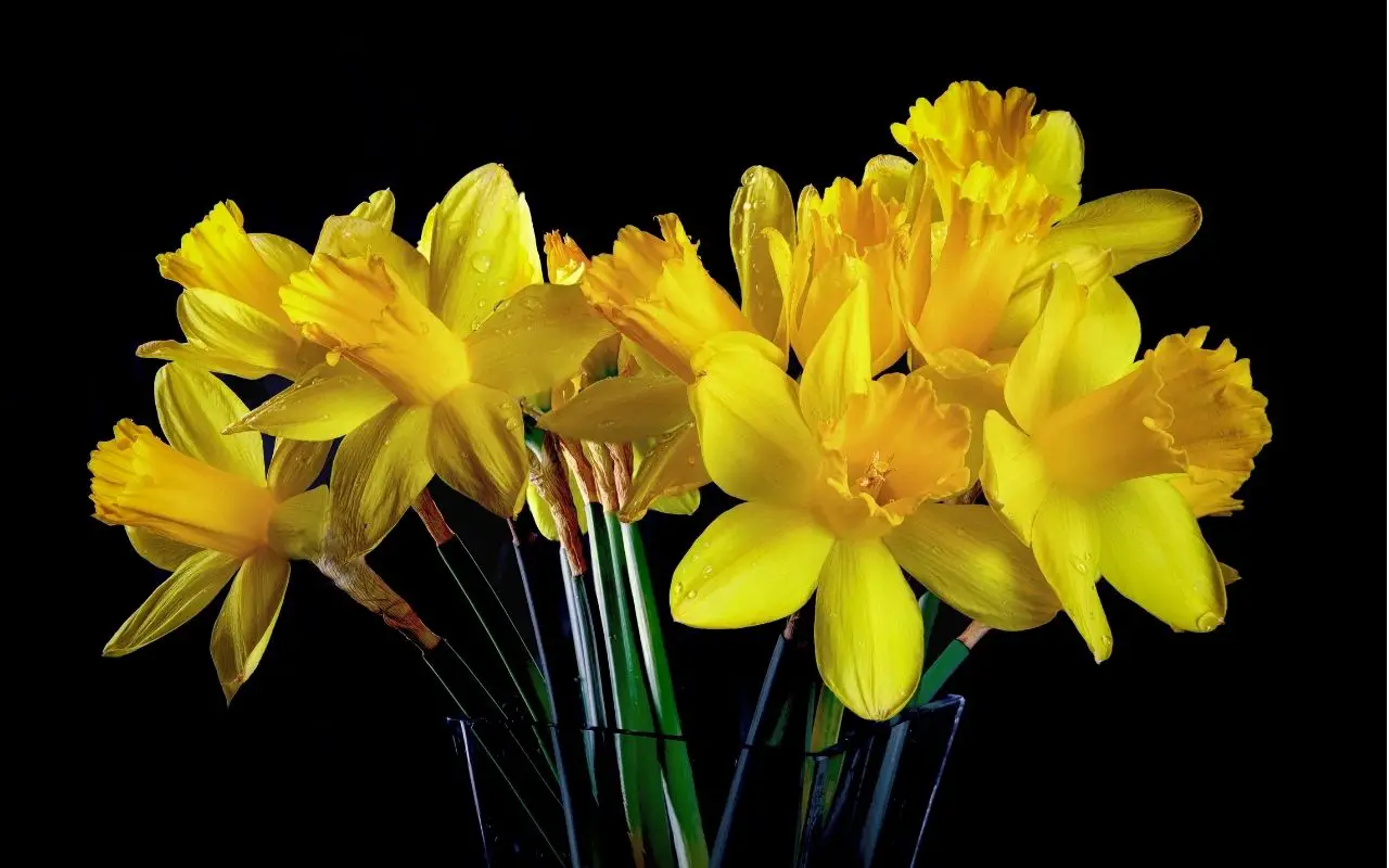 Yellow flower symbolism