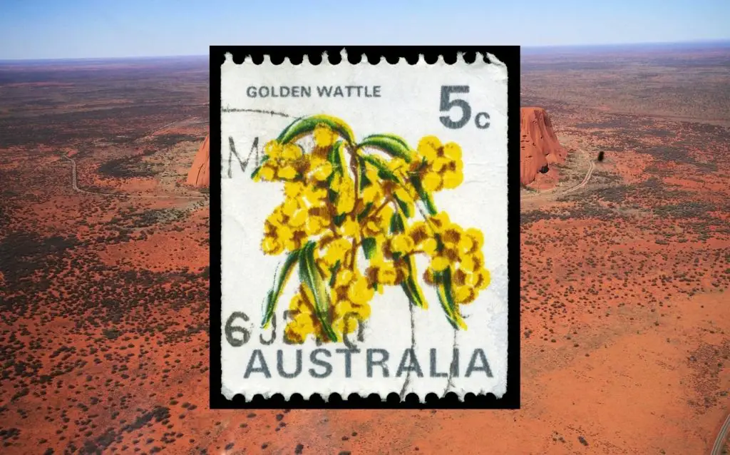 Aus. national flower- golden wattle