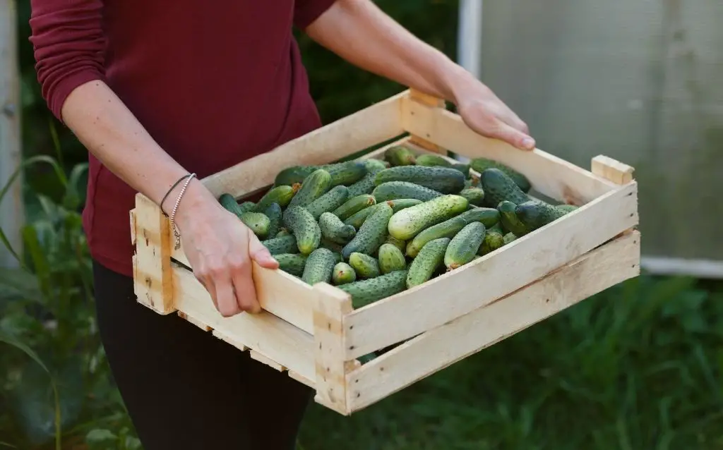 Choose the right time to harvest cucumber