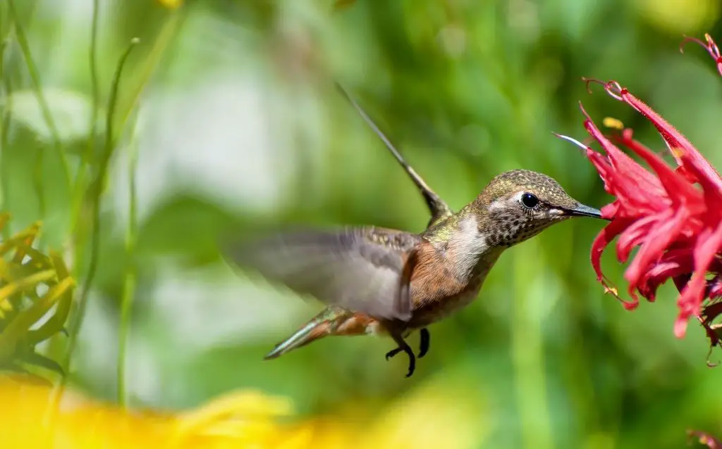 Hummingbird like feeding from red flowers