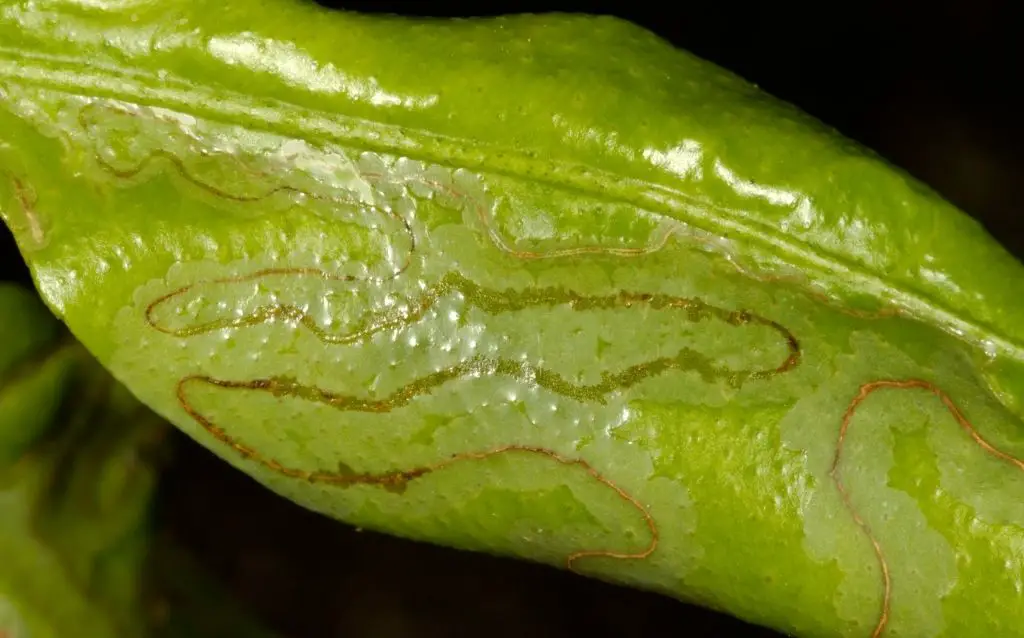 Beets are prone to leafminer infestation