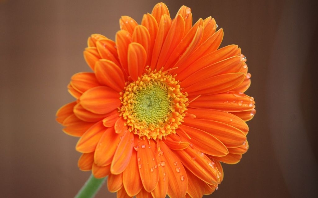 Gerbera flowers come in peach as well!