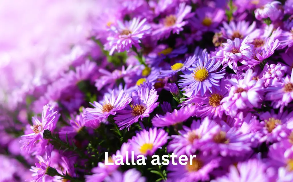 Lalla aster purple and white flowers