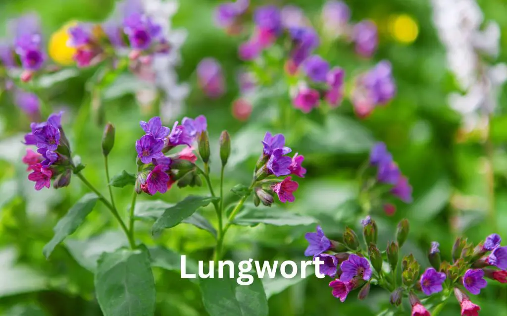Pretty purple flowers of Lungwort plant
