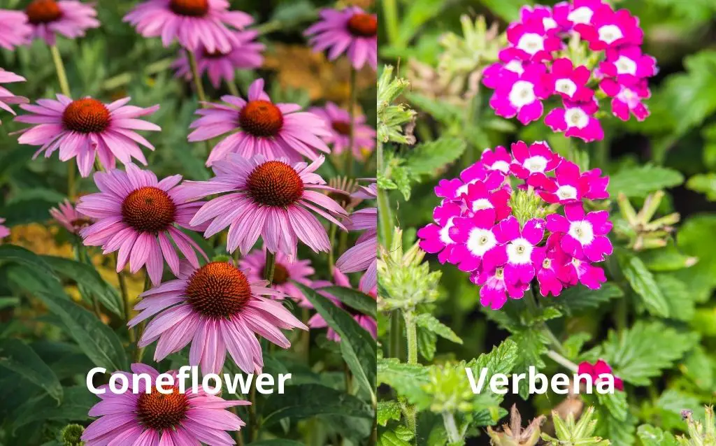 Tall purple flower names - Verbena and Coneflower