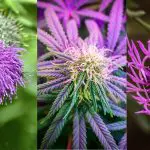 Weeds that grow purple flowers