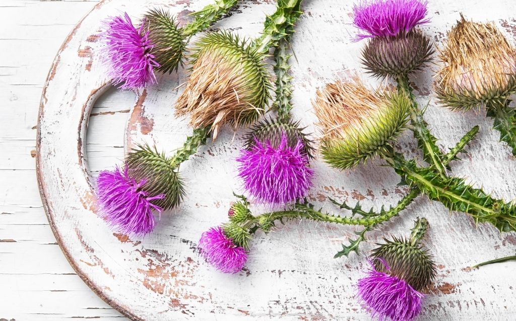 A purple flower weed in your yard may be thistle