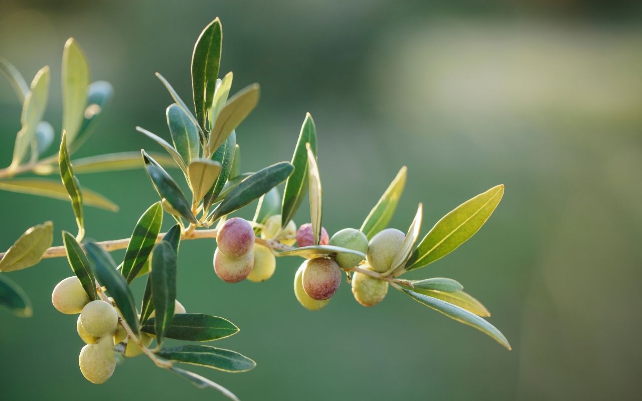 Types of olive plants