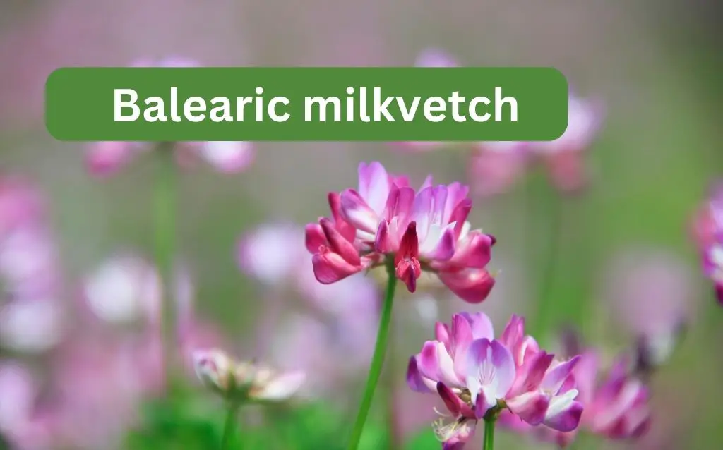 Balearic milkvetch delicate pink petals
