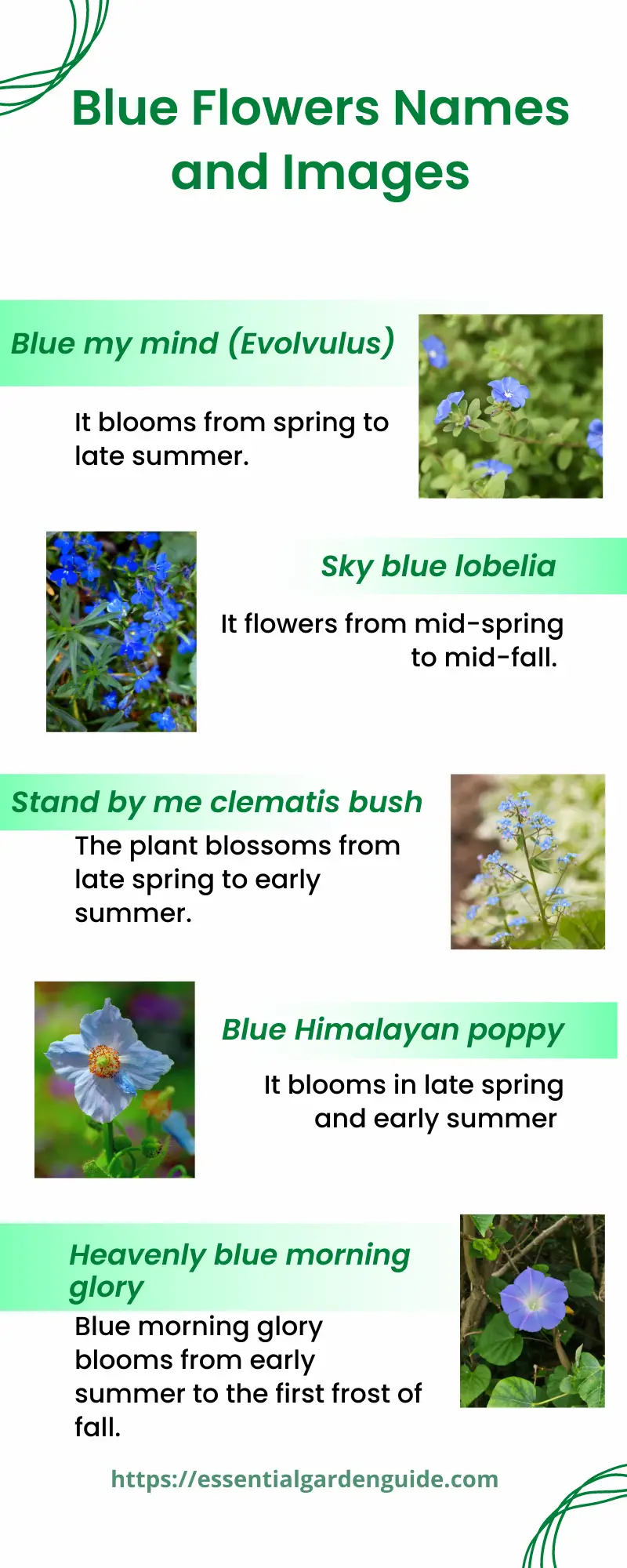 What do blue flowers symbolize?