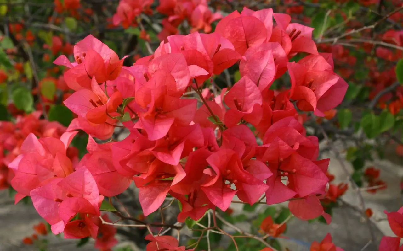 Spanish plant species with red flowers - Bougainvillea