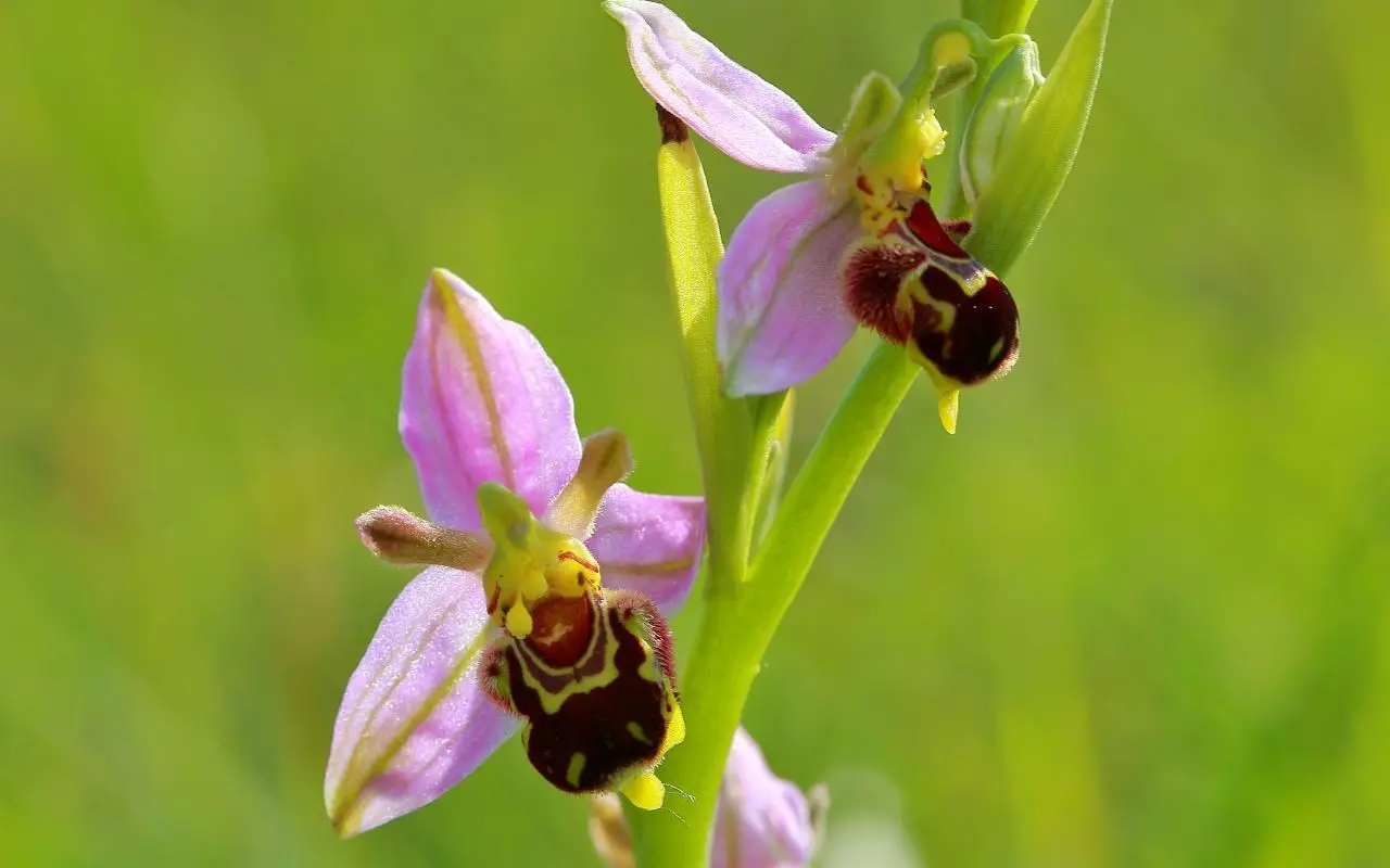 Spanish flower species - bumble bee Ophrys